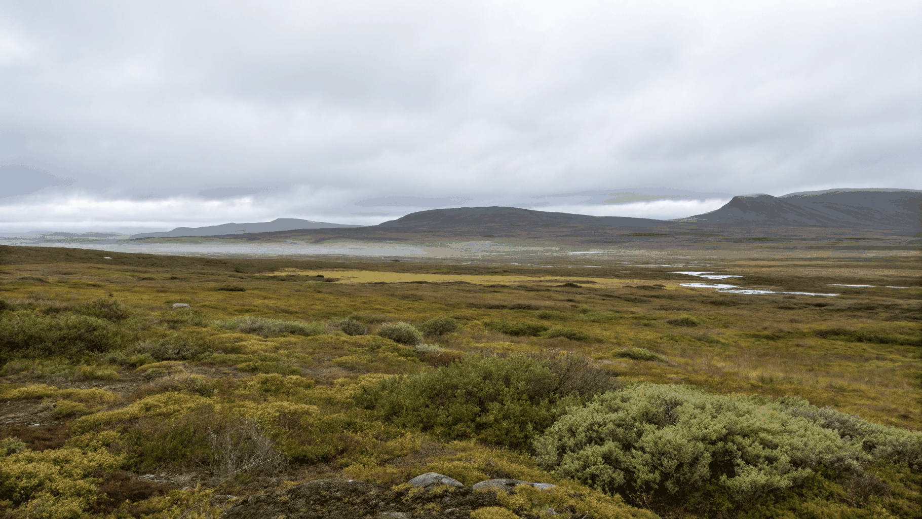 Alpine Tundra
